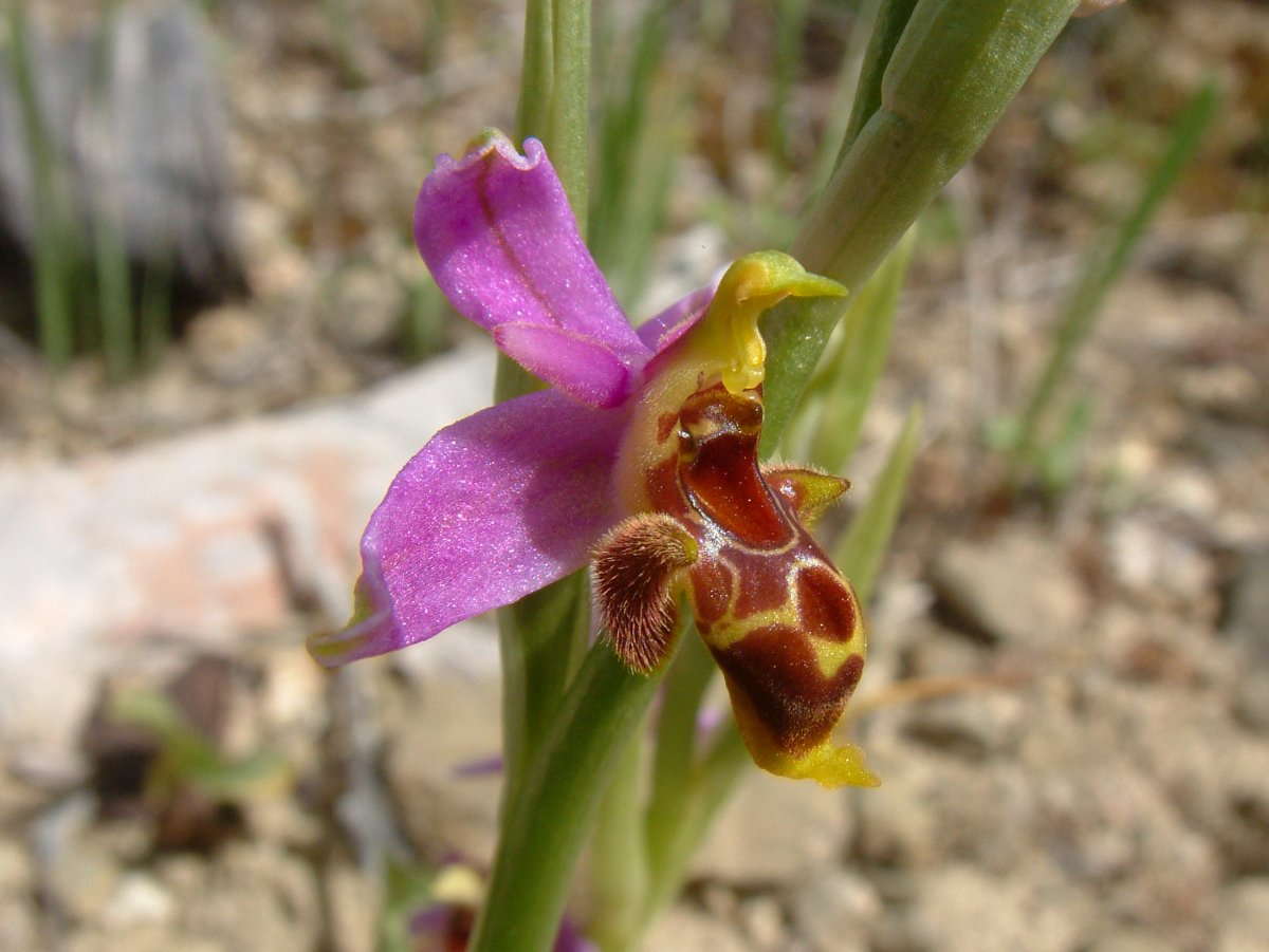 Orchidee di Marzo - Dalla Grecia con passione